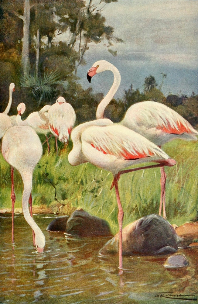 Wild Life of the World 1916 Flamingo Poster Print by F.W. Kuhnert