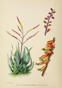 The Flowering Plants of Africa 1921 Aloe Globuligemma Poster Print by K.A. Lansdell