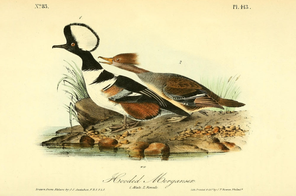 Birds of America 1844 Hooded Merganser Poster Print by J.J. Audubon