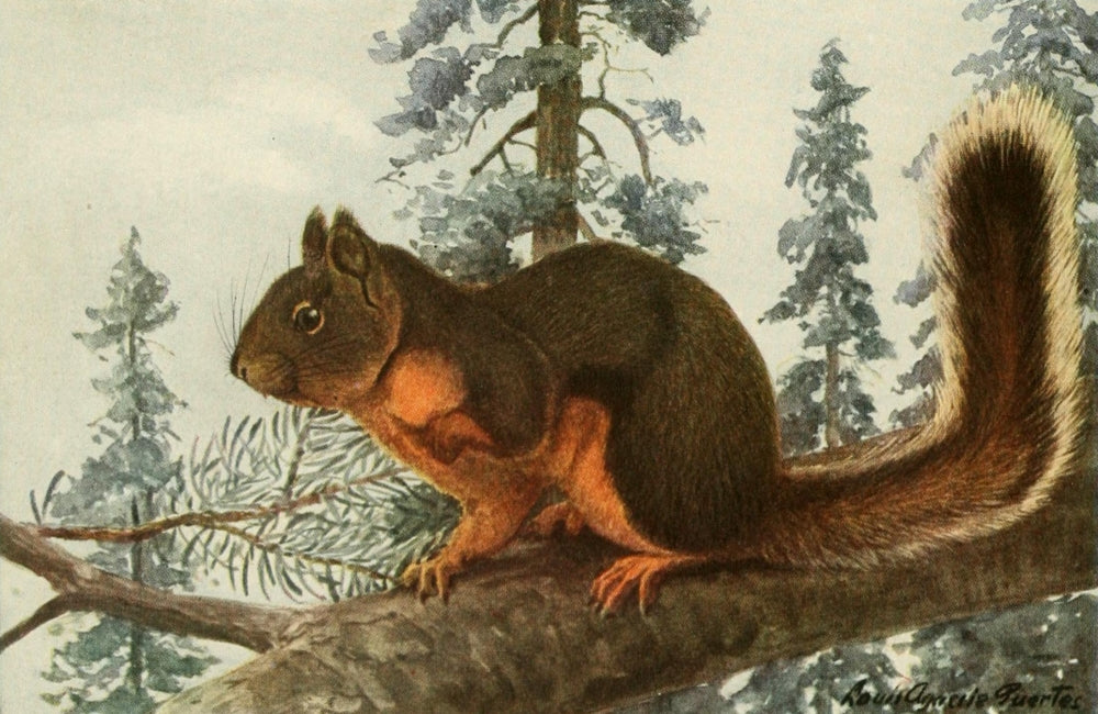 Douglas Squirrel Poster Print from Wild Animals of N. America by L.A. Fuertes