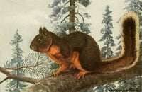 Douglas Squirrel Poster Print from Wild Animals of N. America by L.A. Fuertes