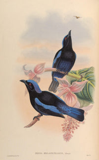 Blk-mantled Fairy Bluebird Poster Print from Birds of Asia by John Gould