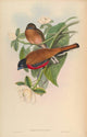 Birds of Asia Malacca Trogon Poster Print by John Gould