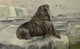 North American Wild Animals Walrus Poster Print by Harry F. Harvey