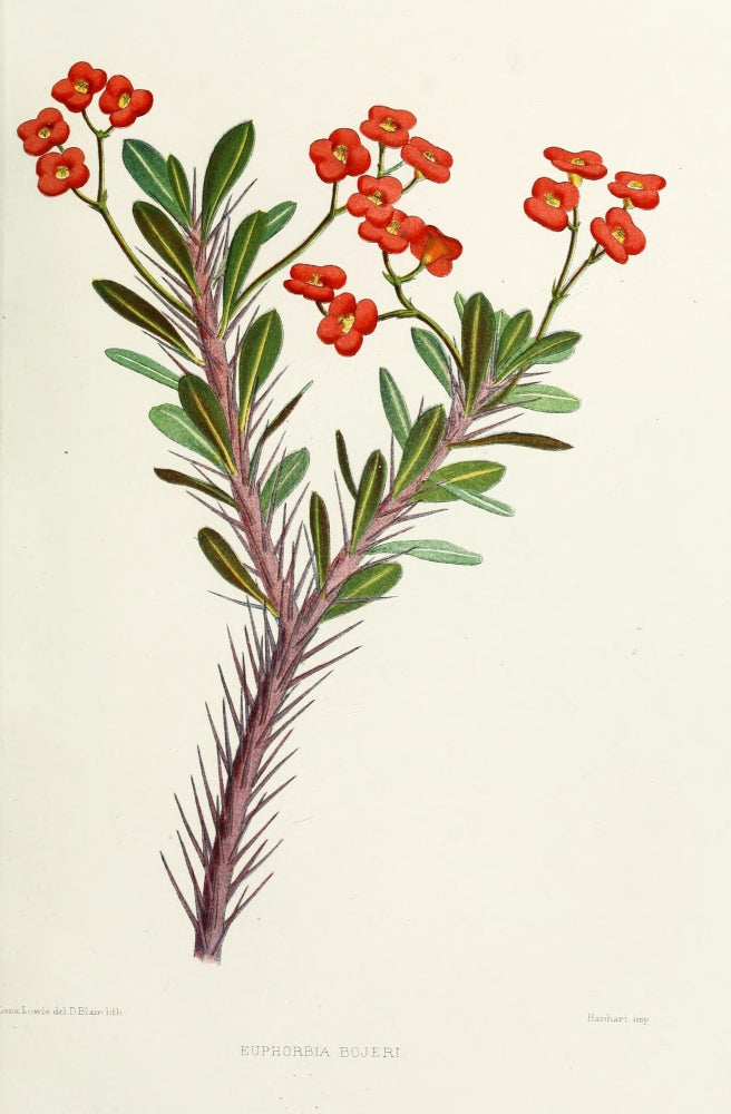 Familiar Indian Flowers Euphorbia Bojeri Poster Print by Lena Lowis