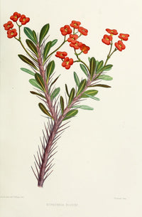 Familiar Indian Flowers Euphorbia Bojeri Poster Print by Lena Lowis