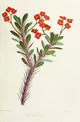 Familiar Indian Flowers Euphorbia Bojeri Poster Print by Lena Lowis
