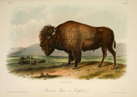 American Bison Poster Print by J.J. Audubon from Quadrupeds of N. America 1851