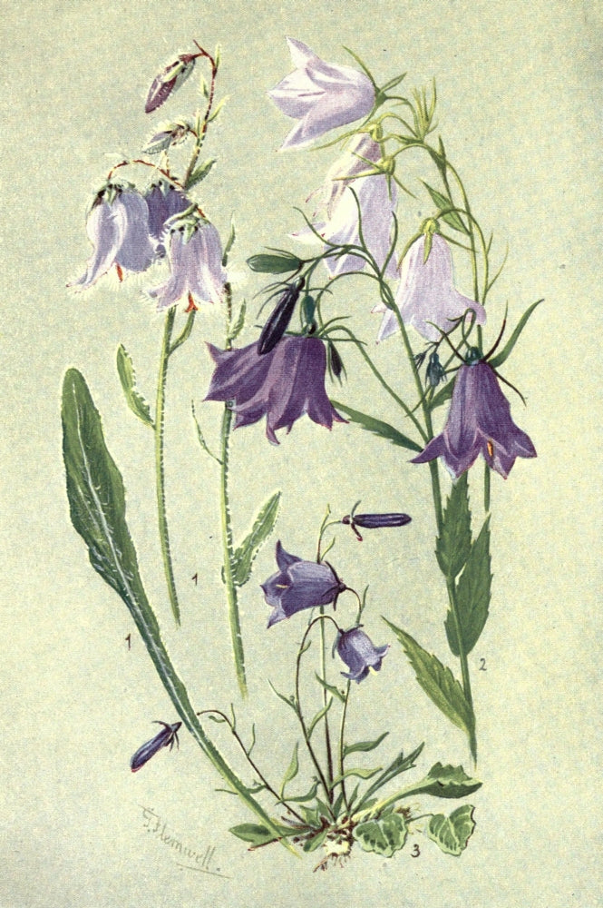 Sub-Alpine Plants 1912 Campanulas Poster Print by George J. Flemwell