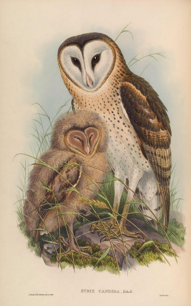 Birds of Asia 1850 Grass Owl Poster Print by J & E Gould, showcasing intricate details and vibrant colors.