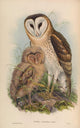 Birds of Asia 1850 Grass Owl Poster Print by J & E Gould, showcasing intricate details and vibrant colors.