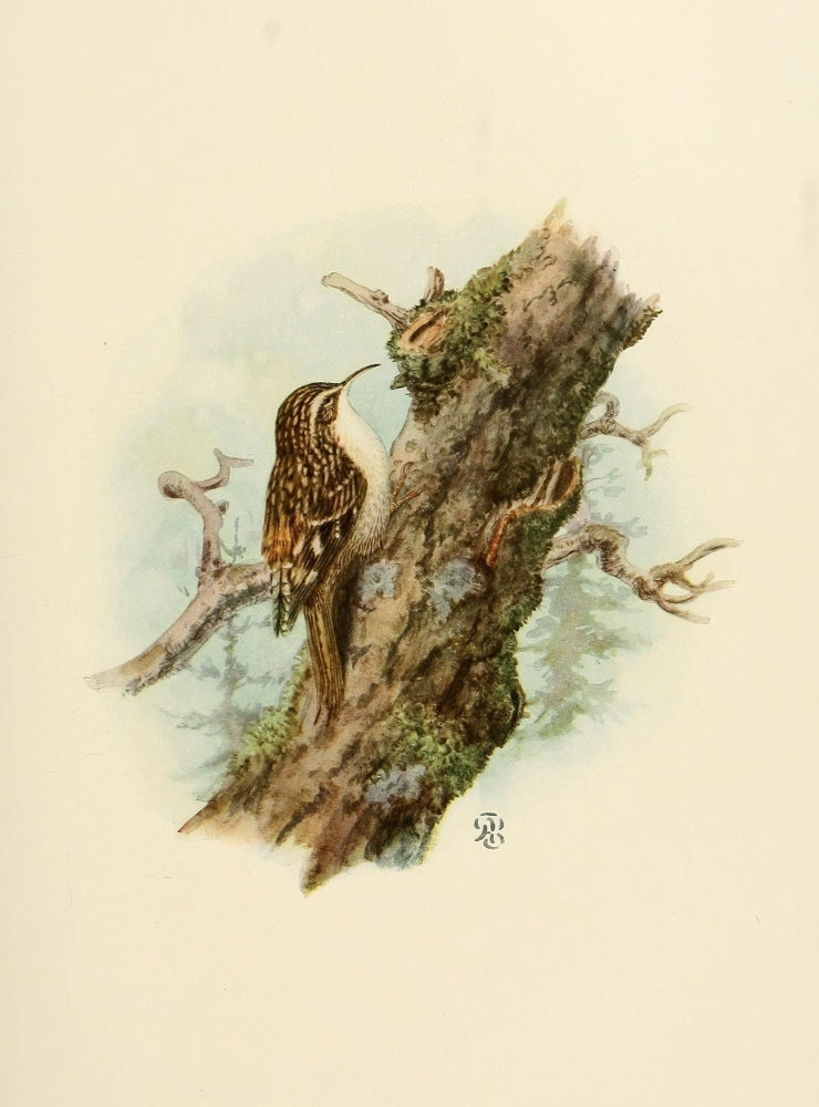 Birds of California Sierra Creeper Poster Print by A. Brooks, vibrant and detailed wildlife art.
