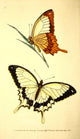 Naturalist's Repository 1824 Brutus Butterfly Poster Print