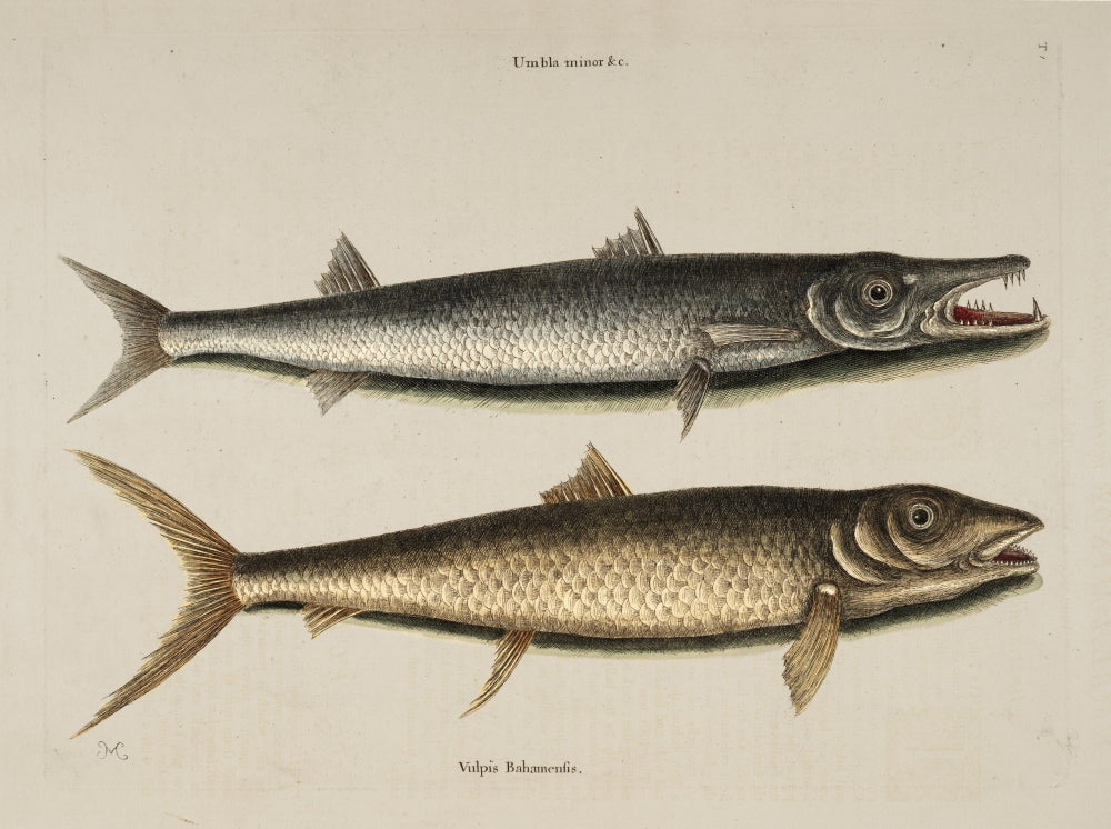 Umbla, Vulpis Art Print by Mark Catesby showcasing vibrant colors and intricate details.