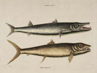 Umbla, Vulpis Art Print by Mark Catesby showcasing vibrant colors and intricate details.