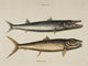 Umbla, Vulpis Art Print by Mark Catesby showcasing vibrant colors and intricate details.