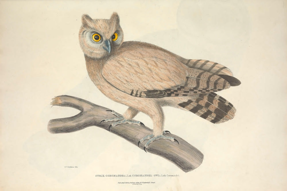 Coromandel Owl Illustration Poster Print from 1830 by B. Hawkins
