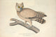 Coromandel Owl Illustration Poster Print from 1830 by B. Hawkins