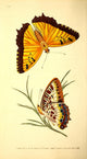 Naturalist's Repository 1824 Castor Butterfly Poster Print showcasing vibrant colors and intricate details.