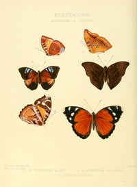 Exotic Butterflies 1866 Euryphene Poster Print by W. Chapman Hewitson