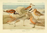 Birds of NY 1914 Turnstone Poster Print by L.A. Fuertes