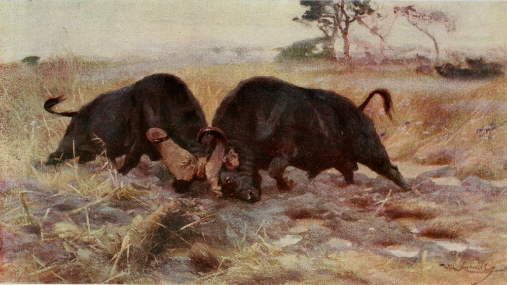 Im Lande meiner Modelle 1918 Fighting Buffalo Poster Print by F.W. Kuhnert