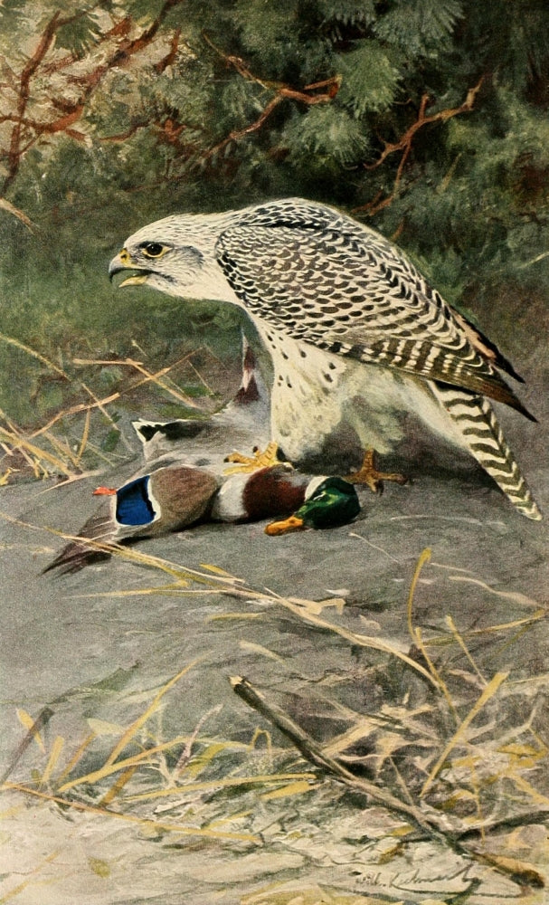 Brehms Tierleben 1911 Gyrfalcon Poster Print by F.W. Kuhnert, showcasing a majestic bird of prey.