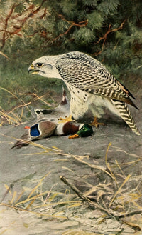 Brehms Tierleben 1911 Gyrfalcon Poster Print by F.W. Kuhnert, showcasing a majestic bird of prey.