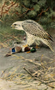 Brehms Tierleben 1911 Gyrfalcon Poster Print by F.W. Kuhnert, showcasing a majestic bird of prey.