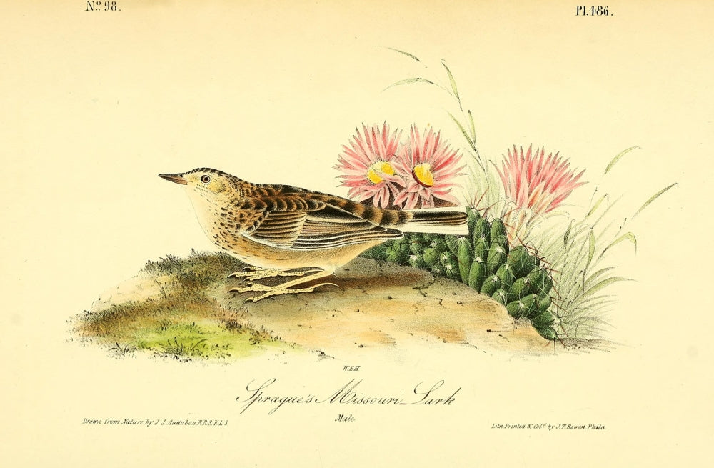 Sprague's Missouri Lark Poster Print by J.J. Audubon from Birds of America series.