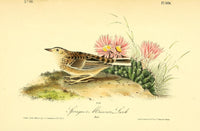 Sprague's Missouri Lark Poster Print by J.J. Audubon from Birds of America series.