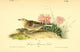 Sprague's Missouri Lark Poster Print by J.J. Audubon from Birds of America series.