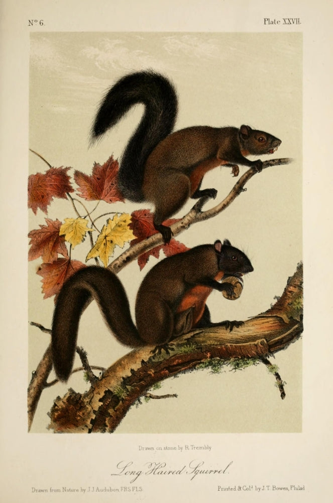 Quadrupeds of North America Long-Haired Squirrel Poster Print by J.J. Audubon