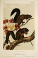 Quadrupeds of North America Long-Haired Squirrel Poster Print by J.J. Audubon