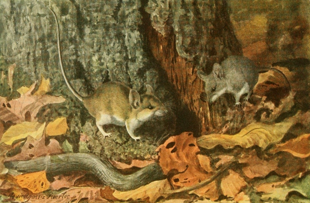 Wild Animals of North America 1918 White-footed Mouse Poster Print by L.A. Fuertes