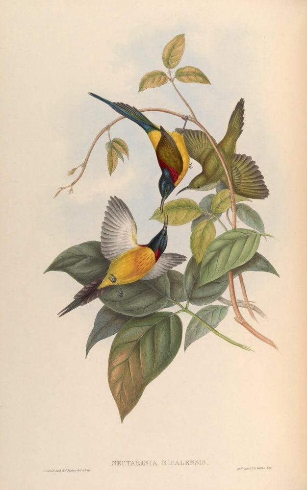 Birds of Asia 1850 Nepaulese Sun-bird Poster Print by John Gould showcasing vibrant colors and intricate details.