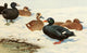 Brehms Tierleben 1911 Common & Velvet Scoter Poster Print by F.W. Kuhnert