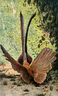 Brehms Tierleben Argus Pheasant Poster Print by F.W. Kuhnert