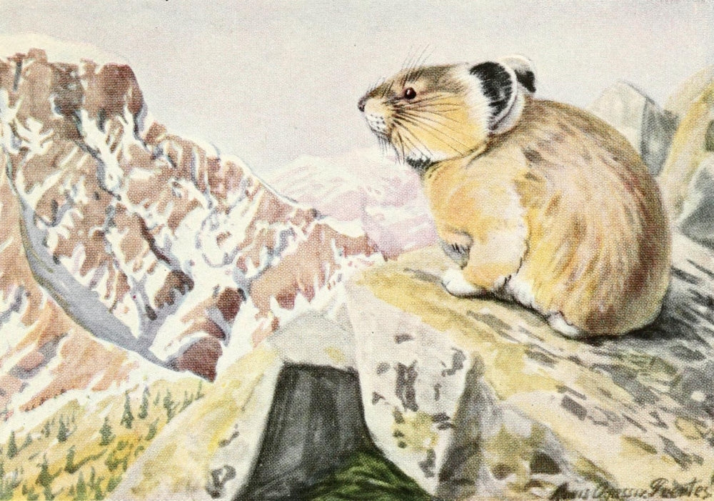 Burgess Animal Book Pika Poster Print by L.A. Fuertes