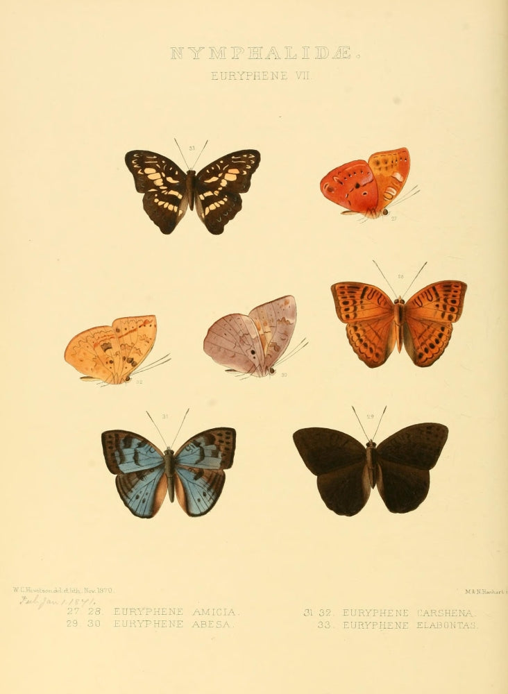 Exotic Butterflies 1866 Euryphene Poster Print by W. Chapman Hewitson showcasing beautiful butterfly illustrations.