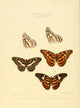 Exotic Butterflies 1866 Limenitis Poster Print by W. Chapman Hewitson showcasing vibrant butterfly details.
