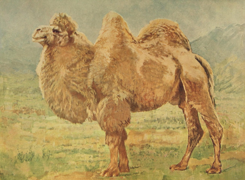 Bactrian Camel Poster Print from the Birds & Nature Collection, showcasing animal beauty.