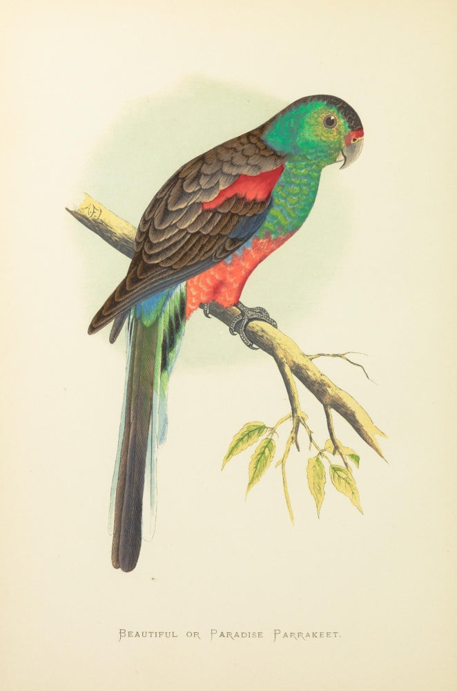 Parrots in Captivity 1884 - Paradise Parakeet Poster Print by A.F. Lydon