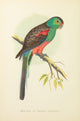 Parrots in Captivity 1884 - Paradise Parakeet Poster Print by A.F. Lydon