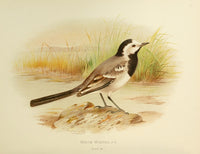 Birds of Britain & Ireland 1907 Wagtail White Poster Print by Henrik Grønvold, showcasing a detailed illustration of a wagtail.