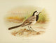 Birds of Britain & Ireland 1907 Wagtail White Poster Print by Henrik Grønvold, showcasing a detailed illustration of a wagtail.