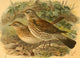 Birds of the British Islands 1885 Fieldfare Poster Print by John G. Keulemans