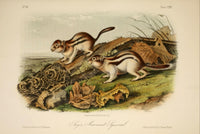 Quadrupeds of North America: Jay's Marmot Squirrel Poster Print by J.W. Audubon