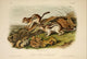 Quadrupeds of North America: Jay's Marmot Squirrel Poster Print by J.W. Audubon