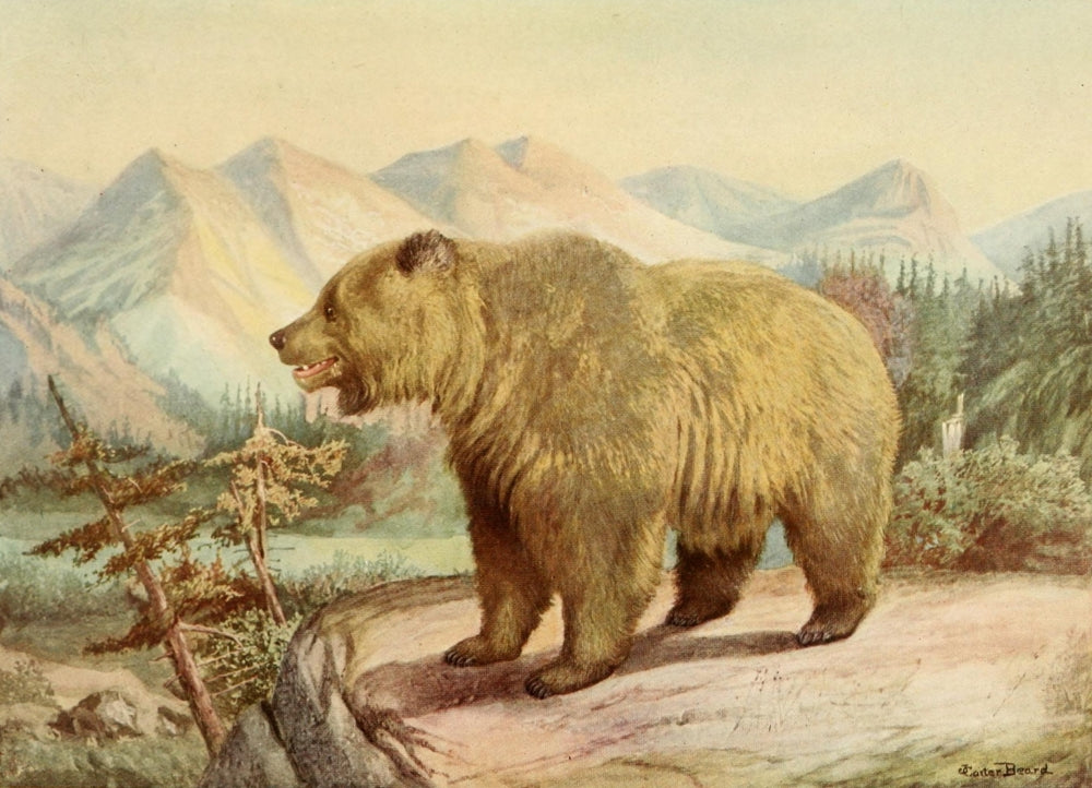 Alaskan Brown Bear poster print by J. Carter-Beard, vintage wildlife art.